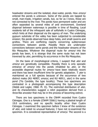 headwater streams and the isolated, clear-water, ponds. How emoryi
entered the ponds is unknown. Some of the ponds are tapped by
small, man-made, irrigation canals, but, so far as I know, these are
not connected to the river. The ponds have permanent water and are
often separated by several miles of arid environment. Overland
dispersal between waterways is possible in time of flooding. Local
residents tell of the infrequent sale of softshells in Cuatro Ciénegas,
which hints at their dispersal via the agency of man. The underlying
gypsum substrate of the valley has been subjected to considerable
erosion; the ponds observed have deep holes, and small caverns and
grottos. There are conflicting reports concerning subterranean
connections between ponds. Possibly there are underwater
connections between some ponds and the headwater streams of the
Río Mesquites. Whatever the dispersal route for emoryi into the
ponds has been, it is strange that the same route has not been
traversed by ater, permitting its occurrence in the Río Mesquites.
On the basis of morphological criteria, I suspect that ater and
emoryi are genetically compatible. Possibly there is only sporadic
entrance of emoryi into the ponds inhabited by ater, or the
accessible dispersal routes for emoryi have been relatively recent
and there has been insufficient time for genetic adaptation. T. ater is
maintained as a full species because of the occurrence of two
distinct males (KU 46907, emoryi, and KU 46911, ater) in the same
pond (Tío Candido, the type locality). These two specimens are
contrasted in a photograph accompanying the type description
(Webb and Legler, 1960: Pl. II). The restricted distribution of ater,
and its characteristics suggest a relict population derived from a
ferox-like ancestor that may be in the process of becoming extinct.
There are two specimens in the CNHM recorded from Cuatro
Ciénegas. One is a female (CNHM 55661) having a plastral length of
19.0 centimeters, and no specific locality other than Cuatro
Ciénegas. I examined this specimen before I knew of the existence
of ater, and noted no unusual features; I have not re-examined the
specimen. It is considered representative of emoryi. The second is a
 