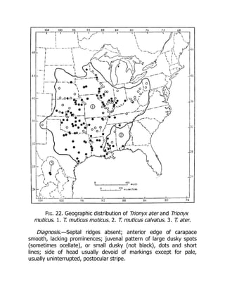 Fig. 22. Geographic distribution of Trionyx ater and Trionyx
muticus. 1. T. muticus muticus. 2. T. muticus calvatus. 3. T. ater.
Diagnosis.—Septal ridges absent; anterior edge of carapace
smooth, lacking prominences; juvenal pattern of large dusky spots
(sometimes ocellate), or small dusky (not black), dots and short
lines; side of head usually devoid of markings except for pale,
usually uninterrupted, postocular stripe.
 