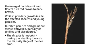 4979sheath blight and rot in paddy_085653.pptx