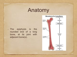 Anatomy
The epiphysis is the
rounded end of a long
bone, at its joint with
adjacent bone(s).
 