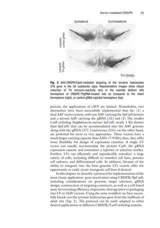 Viral Vectors For Gene Therapy Methods And Protocols 1st Ed Fredric P ...