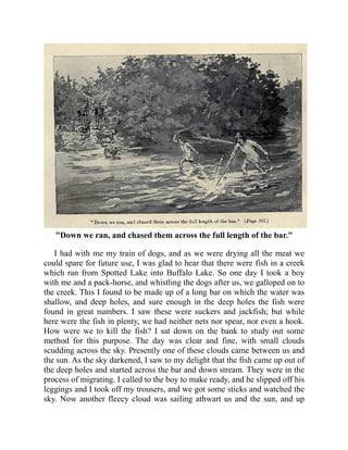 "Down we ran, and chased them across the full length of the bar."
I had with me my train of dogs, and as we were drying all the meat we
could spare for future use, I was glad to hear that there were fish in a creek
which ran from Spotted Lake into Buffalo Lake. So one day I took a boy
with me and a pack-horse, and whistling the dogs after us, we galloped on to
the creek. This I found to be made up of a long bar on which the water was
shallow, and deep holes, and sure enough in the deep holes the fish were
found in great numbers. I saw these were suckers and jackfish; but while
here were the fish in plenty, we had neither nets nor spear, nor even a hook.
How were we to kill the fish? I sat down on the bank to study out some
method for this purpose. The day was clear and fine, with small clouds
scudding across the sky. Presently one of these clouds came between us and
the sun. As the sky darkened, I saw to my delight that the fish came up out of
the deep holes and started across the bar and down stream. They were in the
process of migrating. I called to the boy to make ready, and he slipped off his
leggings and I took off my trousers, and we got some sticks and watched the
sky. Now another fleecy cloud was sailing athwart us and the sun, and up
 