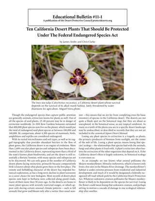 Educational Bulletin #11-1
                                   A publication of the Desert Protective Council protectdeserts.org


                 Ten California Desert Plants That Should Be Protected
                      Under The Federal Endangered Species Act
                                                    by James Andre and Chris Clarke




                       The Inyo star tulip (Calochortus excavatus), a California desert plant whose survival
                       depends on the survival of its alkali marsh habitat, lately threatened by water
                       diversions for agriculture. Miguel Viera photo

    Though the endangered species that capture public attention         mer – this means that we are far from completing even the basic
are generally animals, extinction looms for plants as well. Out of      inventory of species in the California desert. The deserts are not
all the species of seed plants, 25-40 percent may be in danger of       quite a blank spot on the botanical map, but they are about as
extinction worldwide. In 2010 Kew Gardens botanists estimated           unexplored, in the botanical sense, as any tropical rainforest. As
that 400,000 plant species now live on the planet, which would put      many as a tenth of the plants you see in a specific desert landscape
the total of endangered seed plant species at between 100,000 and       may be undescribed, or described so recently that they are not yet
160,000. By comparison, about 4,300 species of mammals, birds,          included in the canonical Jepson Desert Manual.
amphibians and reptiles are considered endangered.                          Losing any plant species to extinction is a tragedy, as plants,
    With its varied microclimates and soil types, as well as its rug-   the primary producers of biomass from sunlight, are the center
ged topography that provides abundant barriers to the flow of           of the web of life. Losing a plant species means losing that spe-
plant genes, the California desert is an engine of evolution. More      cies’ ecology – the relationships that species had with the animals,
than 2,400 vascular plant species and subspecies have been docu-        fungi and other plants it lived with. A plant’s extinction often has-
mented in the California desert, representing more than a third of      tens the extinction of the other organisms that depend on it. If the
the state’s known plant biodiversity, and yet the desert is still es-   California desert’s flora is largely unknown, its botanical ecology
sentially a floristic frontier, with many species and subspecies yet    is even more so.
to be discovered. We can only guess at the number of California             As an example: no one knows what animal pollinates the
desert plants facing extinction, primarily because comparatively        Mojave monkeyflower, Mimulus mohavensis, which is known only
little is known about what plants grow there in the first place. The    from a few sites in the Mojave River drainage. The monkeyflower’s
remote and forbidding character of the desert has impeded bo-           habitat is under extreme pressure from residential and industrial
tanical exploration, as has a long-term decline in plant taxonomy       development, and much of it would be designated a federally rec-
as a career choice for new biologists. Most records of desert plant     ognized off-road vehicle park by the California Desert Protection
species now kept in herbaria were collected along paved roads,          Act. Whatever unknown creature pollinates the Mojave monkey-
many of them more than 50 years ago. As the deserts are home to         flower is likely to be dependent on the species for survival. Losing
many plant species with severely restricted ranges, or which ap-        the flower could mean losing that unknown creature, and perhaps
pear only during certain unusual climate patterns – such as fall        setting in motion a cascade of damage to one ecological relation-
annuals that grow and bloom only after a wetter than usual sum-         ship after another.
 