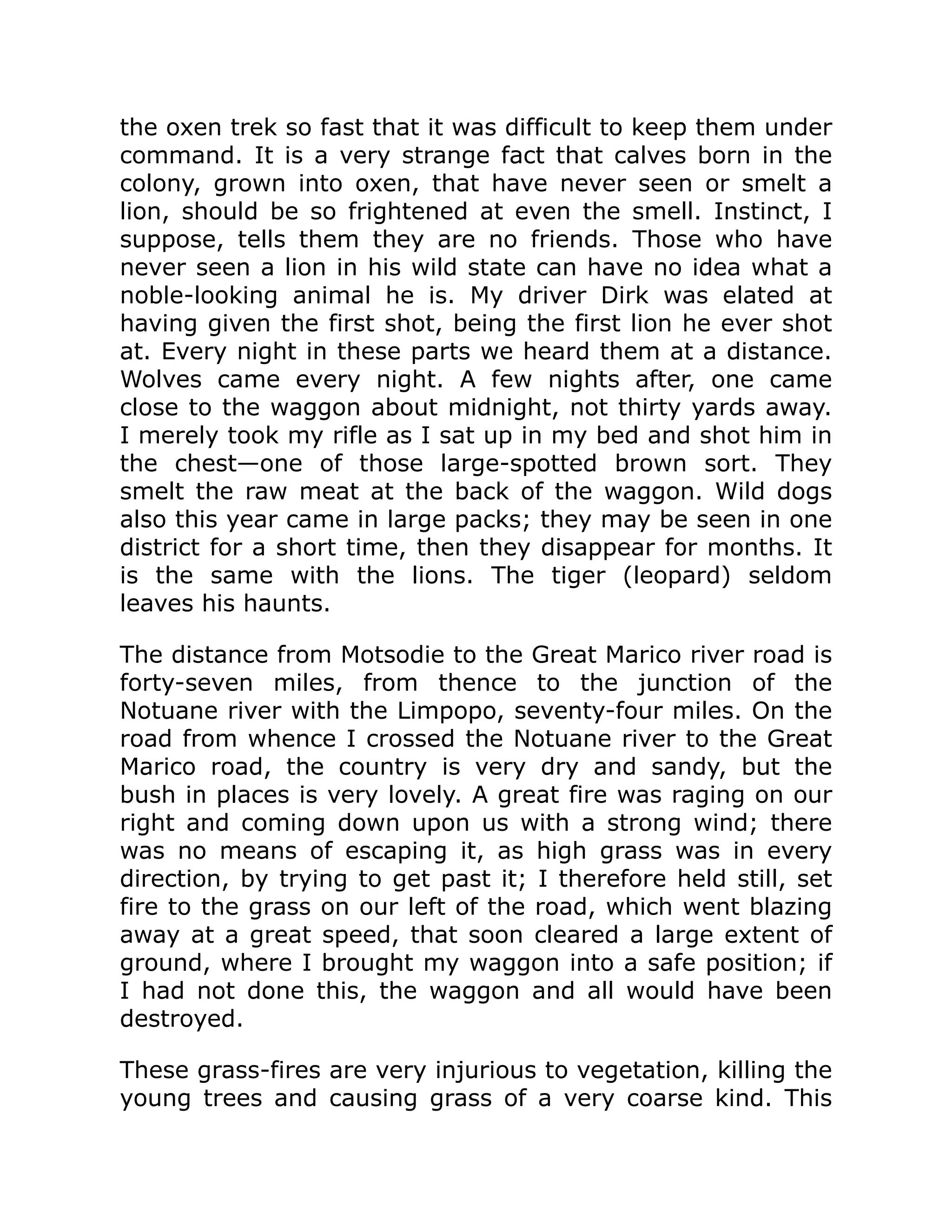 the oxen trek so fast that it was difficult to keep them under
command. It is a very strange fact that calves born in the
colony, grown into oxen, that have never seen or smelt a
lion, should be so frightened at even the smell. Instinct, I
suppose, tells them they are no friends. Those who have
never seen a lion in his wild state can have no idea what a
noble-looking animal he is. My driver Dirk was elated at
having given the first shot, being the first lion he ever shot
at. Every night in these parts we heard them at a distance.
Wolves came every night. A few nights after, one came
close to the waggon about midnight, not thirty yards away.
I merely took my rifle as I sat up in my bed and shot him in
the chest—one of those large-spotted brown sort. They
smelt the raw meat at the back of the waggon. Wild dogs
also this year came in large packs; they may be seen in one
district for a short time, then they disappear for months. It
is the same with the lions. The tiger (leopard) seldom
leaves his haunts.
The distance from Motsodie to the Great Marico river road is
forty-seven miles, from thence to the junction of the
Notuane river with the Limpopo, seventy-four miles. On the
road from whence I crossed the Notuane river to the Great
Marico road, the country is very dry and sandy, but the
bush in places is very lovely. A great fire was raging on our
right and coming down upon us with a strong wind; there
was no means of escaping it, as high grass was in every
direction, by trying to get past it; I therefore held still, set
fire to the grass on our left of the road, which went blazing
away at a great speed, that soon cleared a large extent of
ground, where I brought my waggon into a safe position; if
I had not done this, the waggon and all would have been
destroyed.
These grass-fires are very injurious to vegetation, killing the
young trees and causing grass of a very coarse kind. This
 
