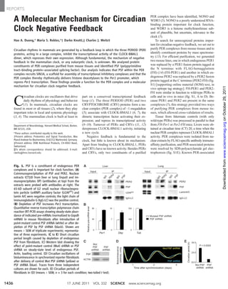 A Molecular Mechanism for Circadian
Clock Negative Feedback
Hao A. Duong,* Maria S. Robles,*† Darko Knutti,‡ Charles J. Weitz§
Circadian rhythms in mammals are generated by a feedback loop in which the three PERIOD (PER)
proteins, acting in a large complex, inhibit the transcriptional activity of the CLOCK-BMAL1
dimer, which represses their own expression. Although fundamental, the mechanism of negative
feedback in the mammalian clock, or any eukaryotic clock, is unknown. We analyzed protein
constituents of PER complexes purified from mouse tissues and identified PSF (polypyrimidine
tract–binding protein–associated splicing factor). Our analysis indicates that PSF within the PER
complex recruits SIN3A, a scaffold for assembly of transcriptional inhibitory complexes and that the
PER complex thereby rhythmically delivers histone deacetylases to the Per1 promoter, which
repress Per1 transcription. These findings provide a function for the PER complex and a molecular
mechanism for circadian clock negative feedback.
C
ircadian clocks are oscillators that drive
daily rhythms of physiology and behavior
(1). In mammals, circadian clocks are
found in most or all tissues (2), where they play
important roles in local and systemic physiology
(3, 4). The mammalian clock is built at least in
part on a conserved transcriptional feedback
loop (1). The three PERIOD (PER) and two
CRYPTOCHROME (CRY) proteins form a nu-
clear complex (PER complex) of ~1 megadalton
(5); associate with CLOCK-BMAL1 (6, 7), the
dimeric transcription factor activating their ex-
pression; and repress its transcriptional activity
(8–10). Turnover of PERs and CRYs (11, 12)
derepresses CLOCK-BMAL1 activity, initiating
a new cycle.
Negative feedback is fundamental to the
clock, but little is known about its mechanism.
Apart from binding to CLOCK-BMAL1, PERs
and CRYs have no known activity. Besides PERs
and CRYs, only two constituents of a purified
PER complex have been identified, NONO and
WDR5 (5). NONO is a poorly understood RNA-
binding protein important for clock function,
and WDR5 is a histone methyltransferase sub-
unit of plausible, but uncertain, relevance to the
clock (5).
To search for unrecognized proteins impor-
tant for circadian negative feedback, we set out to
purify PER complexes from mouse tissues and to
identify constituent proteins by mass spectrome-
try (13). For efficient purification, we generated
two mouse lines, one in which endogenous PER1
was replaced by a PER1 fusion protein tagged at
the N terminus with FLAG-hemagglutinin
(FH) (14) (FH-PER1) and another in which en-
dogenous PER2 was replaced by a PER2 fusion
protein tagged at the C terminus (PER2-FH) (fig.
S1) [supporting online material (SOM) text, in
vivo epitope tag strategy]. FH-PER1 and PER2-
FH were similar in function to wild-type PERs in
cells and in vivo in mice (fig. S1, A to D). Be-
cause PER1 and PER2 are present in the same
complexes (5), this strategy provided two ways
of purifying PER complexes from mouse tis-
sues, which allowed cross-validation of results.
Tissue from littermate controls (with only
wild-type PERs) was processed in parallel to that
from FH-Per1 or Per2-FH mice. Livers were ob-
tained at circadian time (CT) 20, a time when the
nuclear PER complex represses CLOCK-BMAL1
activity. PER complexes were isolated from nu-
clear extracts by FLAG-specific antibody immuno-
affinity purification, and PER-associated proteins
were resolved by SDS-polyacrylamide gel elec-
trophoresis (fig. S1E). Known PER-associated
Department of Neurobiology, Harvard Medical School, Boston,
MA 02115, USA.
*These authors contributed equally to this work.
†Present address: Proteomics and Signal Transduction, Max
PlanckInstitute for Biochemistry, D-82152 Martinsried, Germany.
‡Present address: DSM Nutritional Products, CH-4002 Basel,
Switzerland.
§To whom correspondence should be addressed. E-mail:
cweitz@hms.harvard.edu
Fig. 1. PSF is a constituent of endogenous PER
complexes and is important for clock function. (A)
Coimmunoprecipitation of PSF and PER2. Nuclear
extracts (CT18) from liver or lung (input) and im-
munoprecipitates (IP) (antibodies at top) from the
extracts were probed with antibodies at right. The
65-kD subunit of U2 small nuclear ribonucleopro-
tein particle (snRNP) auxiliary factor (U2AF65
) and
lamin A/C were negative controls; the light chain of
immunoglobulin G (IgG-LC) was the positive control.
(B) Depletion of PSF increases Per1 transcription.
Quantitative reverse transcription polymerase chain
reaction (RT-PCR) assays showing steady-state abun-
dance of indicated pre-mRNAs (normalized to Gapdh
mRNA) in mouse fibroblasts after introduction of
point-mutant control PSF shRNA (white) or after de-
pletion of PSF by PSF shRNA (black). Shown are
means T SEM of triplicate experiments; representa-
tive of three experiments. (C to E) Short circadian
period length caused by depletion of endogenous
PSF from fibroblasts. (C) Western blot showing the
effect of point-mutant control (Mut) shRNA or PSF
shRNA on steady-state level of endogenous PSF.
Actin, loading control. (D) Circadian oscillations of
bioluminescence in synchronized reporter fibroblasts
after delivery of control Mut PSF shRNA (yellow) or
PSF shRNA (blue). Traces from three independent
cultures are shown for each. (E) Circadian periods of
fibroblasts in (D) (means T SEM; n = 3 for each condition; two-tailed t test).
17 JUNE 2011 VOL 332 SCIENCE www.sciencemag.org1436
REPORTS
onOctober29,2011www.sciencemag.orgDownloadedfrom
 