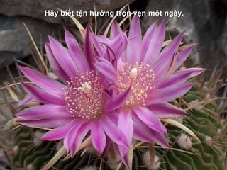 Hãy biết tận hưởng trọn vẹn một ngày.
 