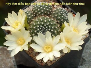 Hãy làm điều bạn cho là đúng để tâm hồn luôn thư thái.
 