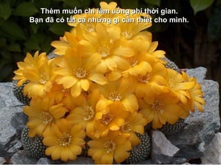 Thèm muốn chỉ làm uổng phí thời gian.
Bạn đã có tất cả những gì cần thiết cho mình.
 