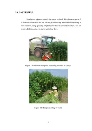 7
2.4 HARVESTING
Smallholder plots are usually harvested by hand. The plants are cut at 2
to 3 cm above the soil and left on the ground to dry. Mechanical harvesting is
now common, using specially adapted cutter-binders or simpler cutters. The cut
hemp is laid in swathes to dry for up to four days.
Figure 2.5 Industrial hempseed harvesting machine in France.
Figure 2.6 Hemp harvesting by Hand
 