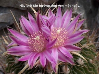 HHãy biết tận hưởng trọn vẹn một ngày.ãy biết tận hưởng trọn vẹn một ngày.
 