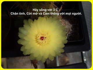 Hãy sống với 3 C :
Chân tình, Cởi mở và Cảm thông với mọi người.
 