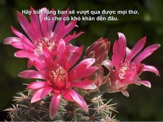 HHãy biết rằng bạn sẽ vượt qua được mọi thứ,ãy biết rằng bạn sẽ vượt qua được mọi thứ,
dù cho có khó khăn đến đâu.dù cho có khó khăn đến đâu.
 