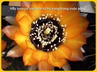 Hãy luôn có ước mơ và hy vọng trong cuộc sống.Hãy luôn có ước mơ và hy vọng trong cuộc sống.
 