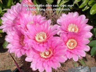 HHãy vươn đến đỉnh cao, ước mơãy vươn đến đỉnh cao, ước mơ
và khát vọng của chính mình.và khát vọng của chính mình.
 