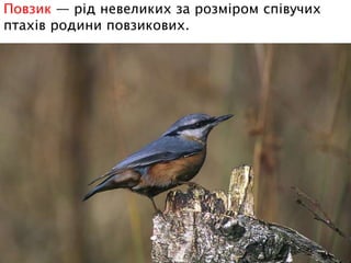 Повзик — рід невеликих за розміром співучих
птахів родини повзикових.
 