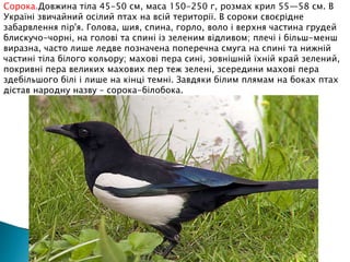 Сорока.Довжина тіла 45-50 см, маса 150-250 г, розмах крил 55—58 см. В
Україні звичайний осілий птах на всій території. В сороки своєрідне
забарвлення пір'я. Голова, шия, спина, горло, воло і верхня частина грудей
блискучо-чорні, на голові та спині із зеленим відливом; плечі і більш-менш
виразна, часто лише ледве позначена поперечна смуга на спині та нижній
частині тіла білого кольору; махові пера сині, зовнішній їхній край зелений,
покривні пера великих махових пер теж зелені, зсередини махові пера
здебільшого білі і лише на кінці темні. Завдяки білим плямам на боках птах
дістав народну назву – сорока-білобока.
 