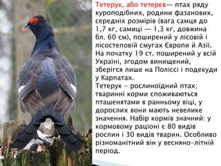 Тетерук, або тетерев— птах ряду
куроподібних, родини фазанових,
середніх розмірів (вага самця до
1,7 кг, самиці — 1,3 кг, довжина
бл. 60 см), поширений у лісовій і
лісостеповій смугах Європи й Азії.
На початку 19 ст. поширений у всій
Україні, згодом винищений,
зберігся лише на Поліссі і подекуди
у Карпатах.
Тетерук - рослиноїдний птах;
тваринні корми споживаються
пташенятами в ранньому віці, у
дорослих вони мають невелике
значення. Набір кормів значний: у
кормовому раціоні є 80 видів
рослин і 30 видів тварин. Особливо
різноманітний він у весняно-літній
період.
 