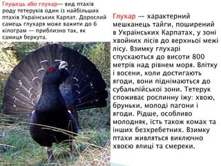 Глухар — характерний
мешканець тайги, поширений
в Українських Карпатах, у зоні
хвойних лісів до верхньої межі
лісу. Взимку глухарі
спускаються до висоти 800
метрів над рівнем моря. Влітку
і восени, коли достигають
ягоди, вони піднімаються до
субальпійської зони. Тетерук
споживає рослинну їжу: хвою,
бруньки, молоді пагони і
ягоди. Рідше, особливо
молодняк, їсть також комах та
інших безхребетних. Взимку
птахи живляться виключно
хвоєю ялиці та смереки.
Глушець або глухар— вид птахів
роду тетеруків один із найбільших
птахів Українських Карпат. Дорослий
самець глухаря може важити до 6
кілограм — приблизно так, як
самиця беркута.
 