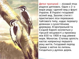Дятел трипалий − лісовий птах
родини дятлових. Один з 2-х
видів роду; єдиний вид у фауні
України. В Україні гніздовий
осілий вид. Заселяє стиглі і
пристигаючі ліси переважно
тайгового типу, надає перевагу
ділянкам з сухостійними
деревами. В Центральній та
Східній Європі оселяється у
гірській місцевості у проміжку
між 650 та 1900 м над рівнем
моря. Моногам. Статева зрілість
настає наприкінці першого
року життя. Гніздовий період
триває з квітня по липень.
Гніздиться у дуплах дерев.
 