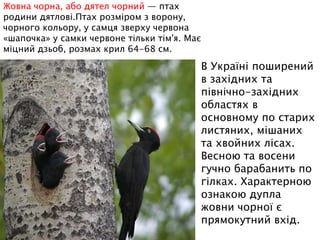 Жовна чорна, або дятел чорний — птах
родини дятлові.Птах розміром з ворону,
чорного кольору, у самця зверху червона
«шапочка» у самки червоне тільки тім'я. Має
міцний дзьоб, розмах крил 64-68 см.
В Україні поширений
в західних та
північно-західних
областях в
основному по старих
листяних, мішаних
та хвойних лісах.
Весною та восени
гучно барабанить по
гілках. Характерною
ознакою дупла
жовни чорної є
прямокутний вхід.
 