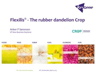 Flexilis® - The rubber dandelion Crop
Anker P Sørensen
VP New Business KeyGene
The crop innovation company KIT, Amsterdam, April 4 2017
 