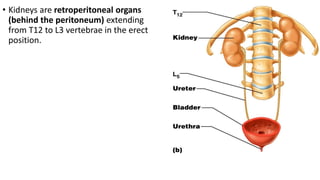 • Kidneys are retroperitoneal organs
(behind the peritoneum) extending
from T12 to L3 vertebrae in the erect
position.
 
