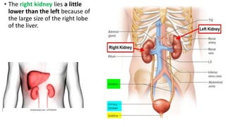 • The right kidney lies a little
lower than the left because of
the large size of the right lobe
of the liver.
 