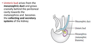 • Ureteric bud arises from the
mesonephric duct and grows
cranially behind the peritoneal
cavity towards the
metanephros and becomes
the collecting and secretory
systems of the kidney
 