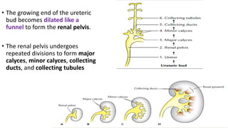 • The growing end of the ureteric
bud becomes dilated like a
funnel to form the renal pelvis.
• The renal pelvis undergoes
repeated divisions to form major
calyces, minor calyces, collecting
ducts, and collecting tubules
 