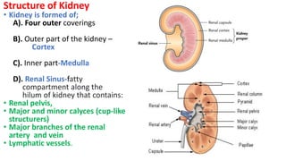 Structure of Kidney
• Kidney is formed of;
A). Four outer coverings
B). Outer part of the kidney –
Cortex
C). Inner part-Medulla
D). Renal Sinus-fatty
compartment along the
hilum of kidney that contains:
• Renal pelvis,
• Major and minor calyces (cup-like
structurers)
• Major branches of the renal
artery and vein
• Lymphatic vessels.
 