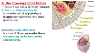A. The Coverings of the kidney
• There are four kidney coverings including;
i). Pararenal fat/perinephric fat
• Is the collection of adipose tissue
located superficial to the renal fascia
(peritoneum)
ii) Renal fascia/gerota’s fascia
• Is a layer of fibrous connective tissue
encapsulating the kidneys and the
adrenal glands.
 