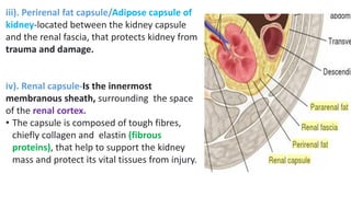 iii). Perirenal fat capsule/Adipose capsule of
kidney-located between the kidney capsule
and the renal fascia, that protects kidney from
trauma and damage.
iv). Renal capsule-Is the innermost
membranous sheath, surrounding the space
of the renal cortex.
• The capsule is composed of tough fibres,
chiefly collagen and elastin (fibrous
proteins), that help to support the kidney
mass and protect its vital tissues from injury.
 