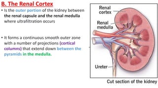 B. The Renal Cortex
• Is the outer portion of the kidney between
the renal capsule and the renal medulla
where ultrafiltration occurs
• It forms a continuous smooth outer zone
with a number of projections (cortical
columns) that extend down between the
pyramids in the medulla.
 