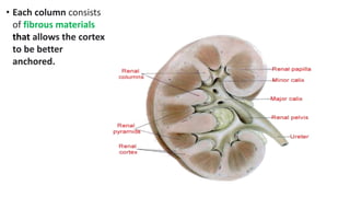• Each column consists
of fibrous materials
that allows the cortex
to be better
anchored.
 