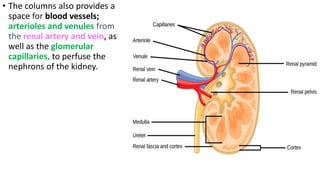 • The columns also provides a
space for blood vessels;
arterioles and venules from
the renal artery and vein, as
well as the glomerular
capillaries, to perfuse the
nephrons of the kidney.
 