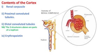 Contents of the Cortex
i) Renal corpuscle
ii) Proximal convoluted
tubules.
ii) Distal convoluted tubules
NB/ The 3 structurers above are parts
of a nephron
iv) Erythropoietin
 