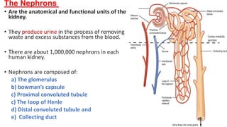 The Nephrons
• Are the anatomical and functional units of the
kidney.
• They produce urine in the process of removing
waste and excess substances from the blood.
• There are about 1,000,000 nephrons in each
human kidney.
• Nephrons are composed of:
a) The glomerulus
b) bowman’s capsule
c) Proximal convoluted tubule
c) The loop of Henle
d) Distal convoluted tubule and
e) Collecting duct
 