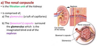 a) The renal corpuscle
• Is the filtration unit of the kidneys
• Is comprised of;
a) The glomerulus (a tuft of capillaries)
b) The (bowman’s) capsule- surround
the glomerulus which is the
invaginated blind end of the
nephron
 