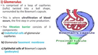 i) Glomerulus
• Is comprised of a loop of capillaries
(tufts) twisted into a ball shape,
surrounded by the Bowman’s capsule.
• This is where ultrafiltration of blood
occurs, the first step in urine production.
• The filtration barrier consists of 3
components:
a) Endothelial cells of glomerular
capillaries
b) Glomerular basement membrane
c) Epithelial cells of Bowman’s capsule
(podocytes)
 