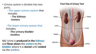 • Urinary system is divided into two
parts;
- The upper urinary system that
includes
- The kidneys
-Ureters
-The lower urinary system that
includes;
-The urinary bladder
-Urethra
Nb/ Urine is produced in the kidneys
and flows down the ureters to the
bladder where it is stored until voided
via the urethra.
 