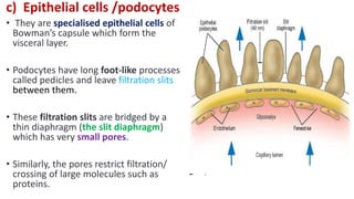 c) Epithelial cells /podocytes
• They are specialised epithelial cells of
Bowman’s capsule which form the
visceral layer.
• Podocytes have long foot-like processes
called pedicles and leave filtration slits
between them.
• These filtration slits are bridged by a
thin diaphragm (the slit diaphragm)
which has very small pores.
• Similarly, the pores restrict filtration/
crossing of large molecules such as
proteins.
 