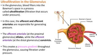 Ultrafiltration in the Glomerulus
• In the glomerulus, blood filters into the
Bowman’s space in a process
called ultrafiltration (filtration that occurs
under pressure).
• In this case, the afferent and efferent
arterioles are responsible for generating
pressure.
• The afferent arteriole (at the proximal
glomerulus) dilates, while the efferent
arteriole (at the distal glomerulus) constricts.
• This creates a pressure gradient throughout
the glomerulus, causing filtration under
pressure.
 