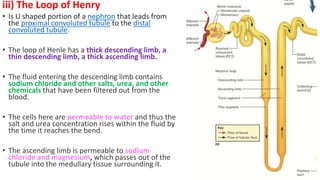 iii) The Loop of Henry
• Is U shaped portion of a nephron that leads from
the proximal convoluted tubule to the distal
convoluted tubule.
• The loop of Henle has a thick descending limb, a
thin descending limb, a thick ascending limb.
• The fluid entering the descending limb contains
sodium chloride and other salts, urea, and other
chemicals that have been filtered out from the
blood.
• The cells here are permeable to water and thus the
salt and urea concentration rises within the fluid by
the time it reaches the bend.
• The ascending limb is permeable to sodium
chloride and magnesium, which passes out of the
tubule into the medullary tissue surrounding it.
 