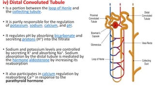 iv) Distal Convoluted Tubule
• Is a portion between the loop of Henle and
the collecting tubule.
• It is partly responsible for the regulation
of potassium, sodium, calcium, and pH.
• It regulates pH by absorbing bicarbonate and
secreting protons (H+) into the filtrate
• Sodium and potassium levels are controlled
by secreting K+ and absorbing Na+. Sodium
absorption by the distal tubule is mediated by
the hormone aldosterone by increasing its
reabsorption
• It also participates in calcium regulation by
reabsorbing Ca2+ in response to the
parathyroid hormone
 