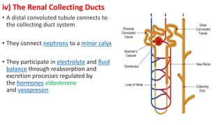 iv) The Renal Collecting Ducts
• A distal convoluted tubule connects to
the collecting duct system
• They connect nephrons to a minor calyx
• They participate in electrolyte and fluid
balance through reabsorption and
excretion processes regulated by
the hormones aldosterone
and vasopressin
 