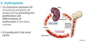 4. Erythropoietin
• Is a hormone necessary for
stimulating red blood cell
production by promoting the
proliferation and
differentiation of
erythrocytes in the bone
marrow
• It is produced in the renal
cortex
 