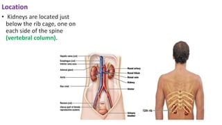 Location
• Kidneys are located just
below the rib cage, one on
each side of the spine
(vertebral column).
 