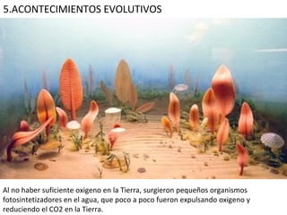 5.ACONTECIMIENTOS EVOLUTIVOS Al no haber suficiente oxigeno en la Tierra, surgieron pequeños organismos fotosintetizadores en el agua, que poco a poco fueron expulsando oxigeno y reduciendo el CO2 en la Tierra. 
