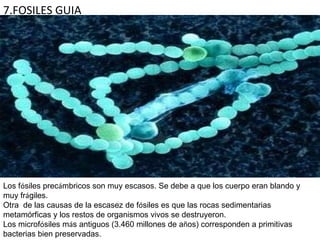 7.FOSILES GUIA Los f ó siles prec á mbricos son muy escasos. Se debe a que los cuerpo eran blando y muy fr á giles. Otra  de las causas de la escasez de f ó siles es que las rocas sedimentarias metamórficas y los restos de organismos vivos se destruyeron. Los microf ó siles m á s antiguos (3.460 millones de a ñ os) corresponden a primitivas bacterias bien preservadas. 