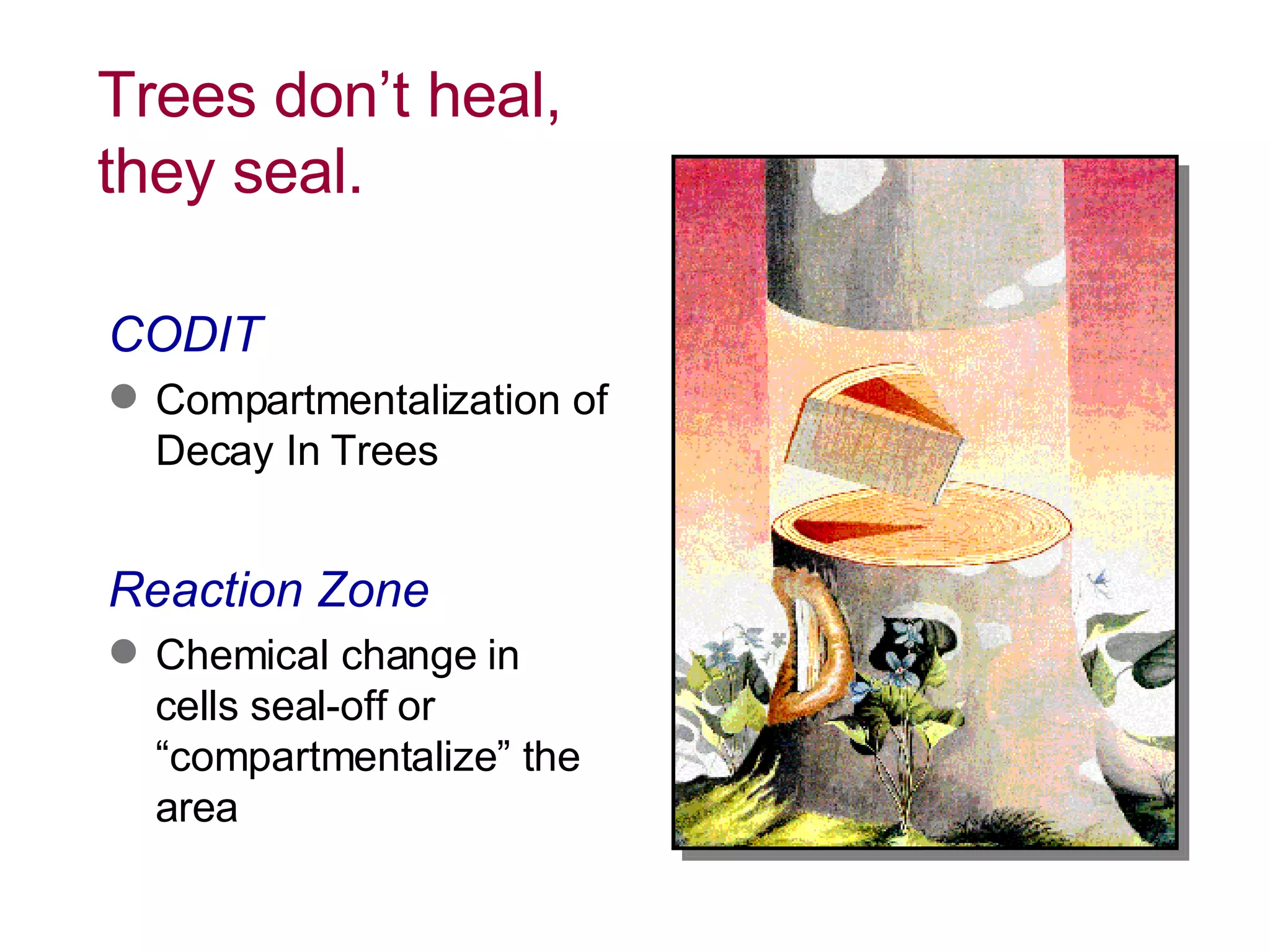 Trees don’t heal, they seal. CODIT Compartmentalization of Decay In Trees Reaction Zone Chemical change in  cells seal-off or “compartmentalize” the area 
